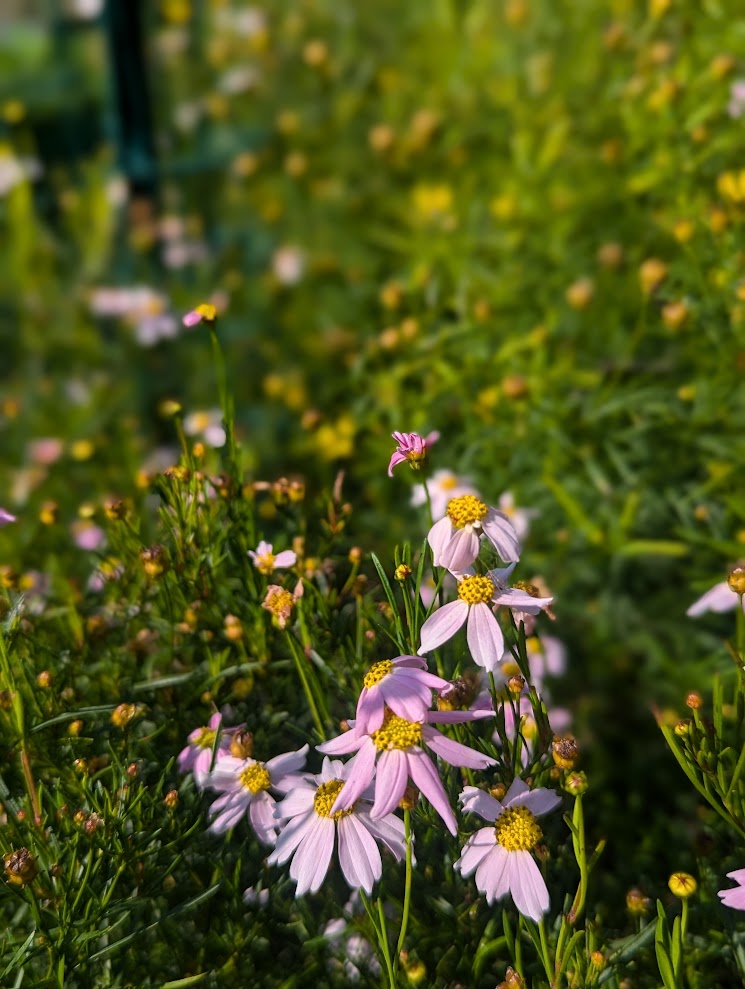 Purchase College Native Plant Garden photo 3
