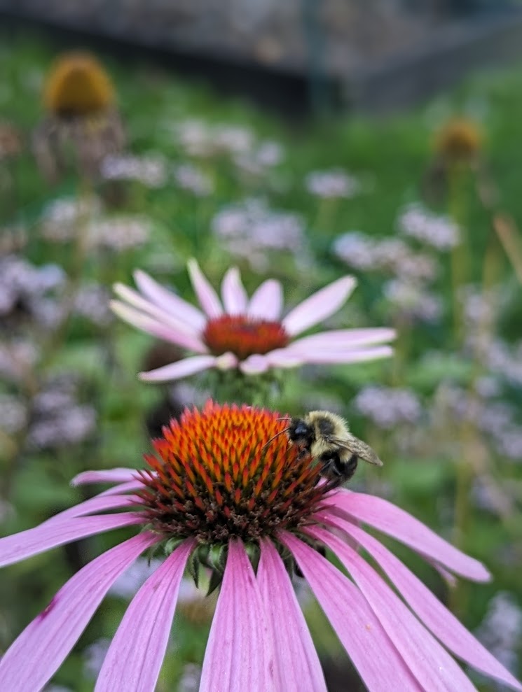 Purchase College Native Plant Garden photo 5