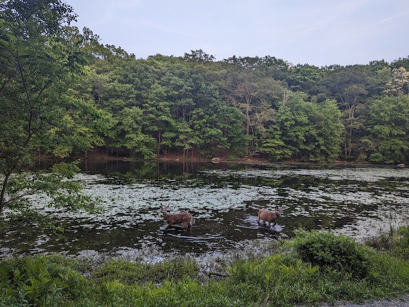 Swan Lake in Rockefeller State Park Preserve photo 3