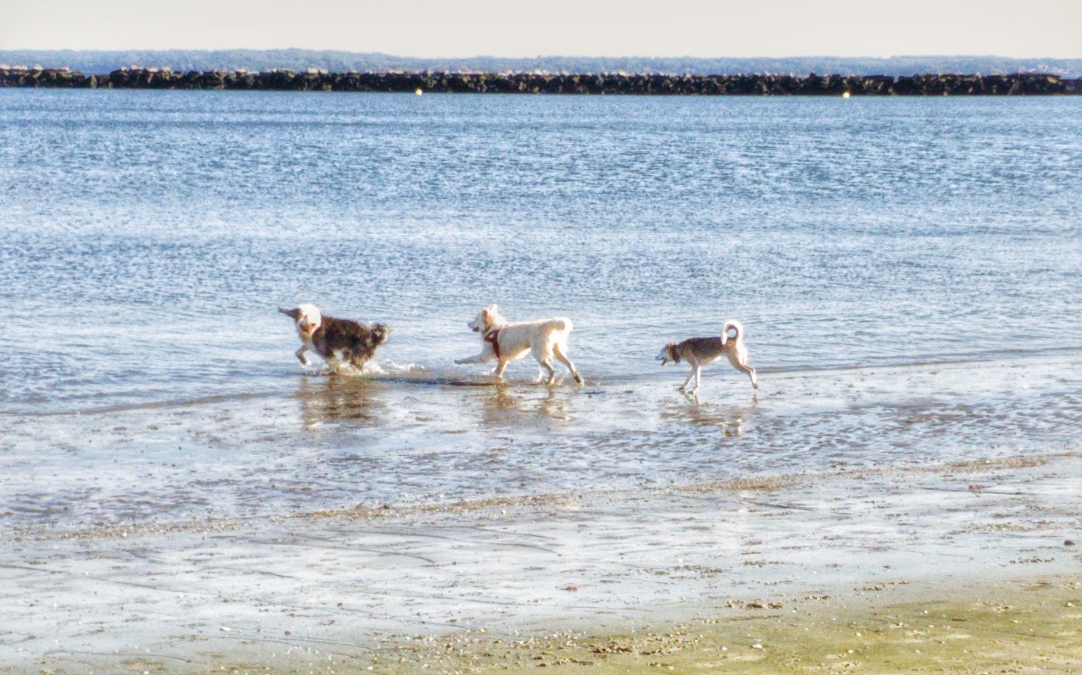 Rye Playland Beach photo 5