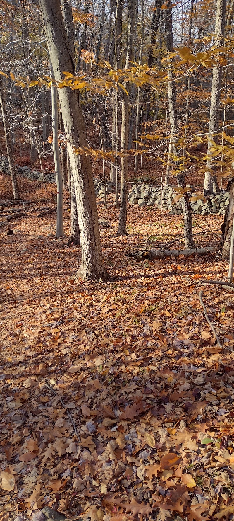Sylvan Glen Eastern Trail Head photo 2