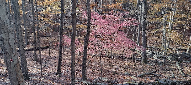 Sylvan Glen Eastern Trail Head photo 4