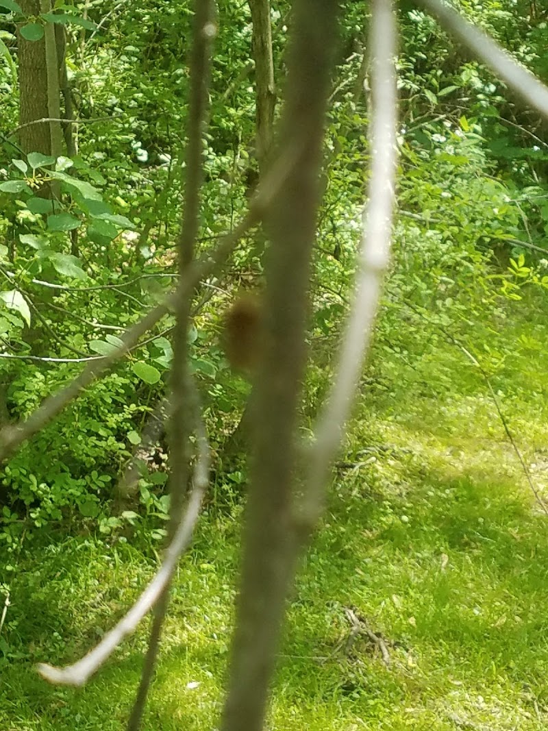 Wynmor Park photo 5