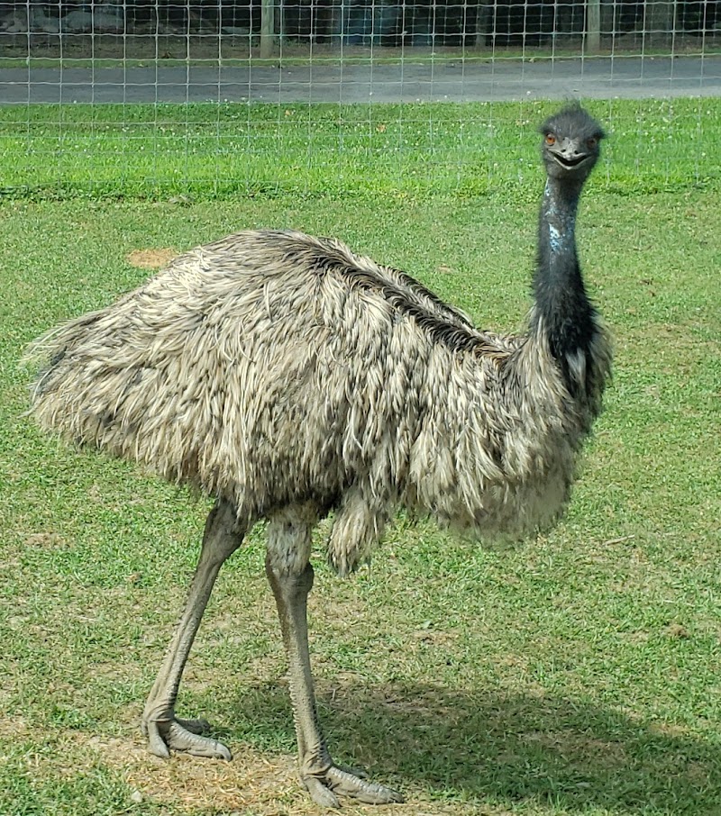 Adirondack Animal Land photo 4