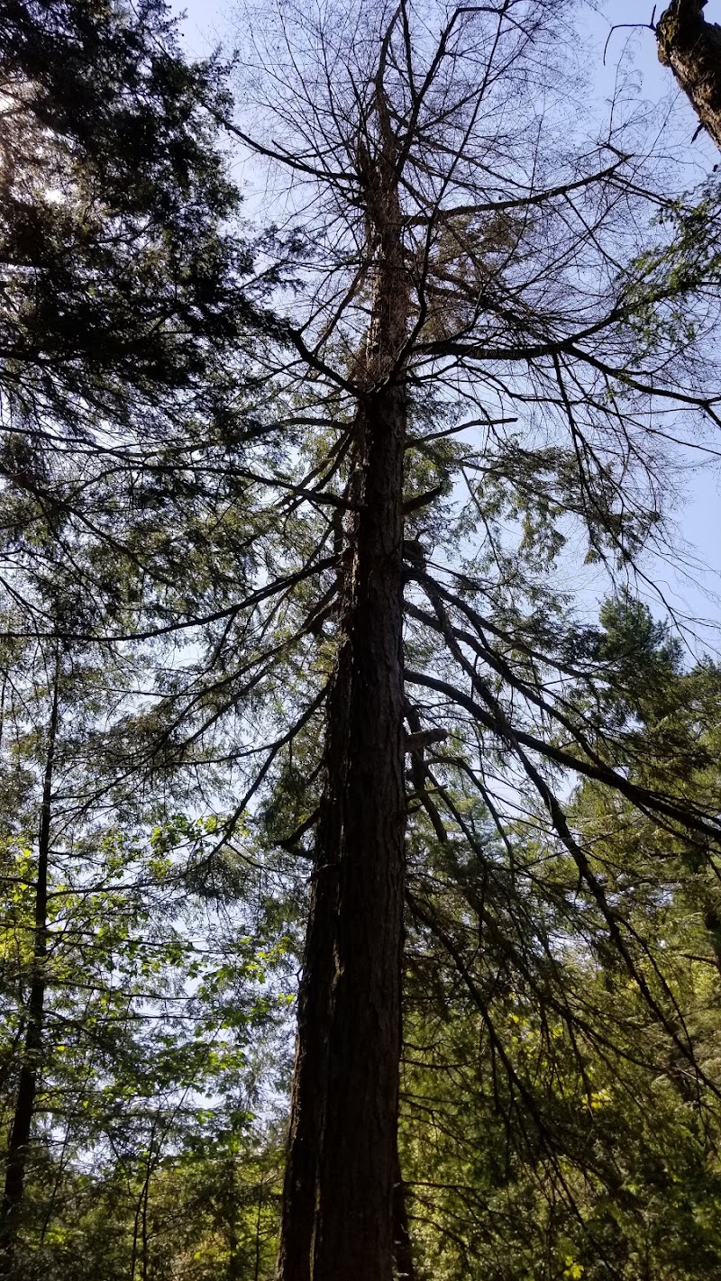 Allen Falls Trail photo 5