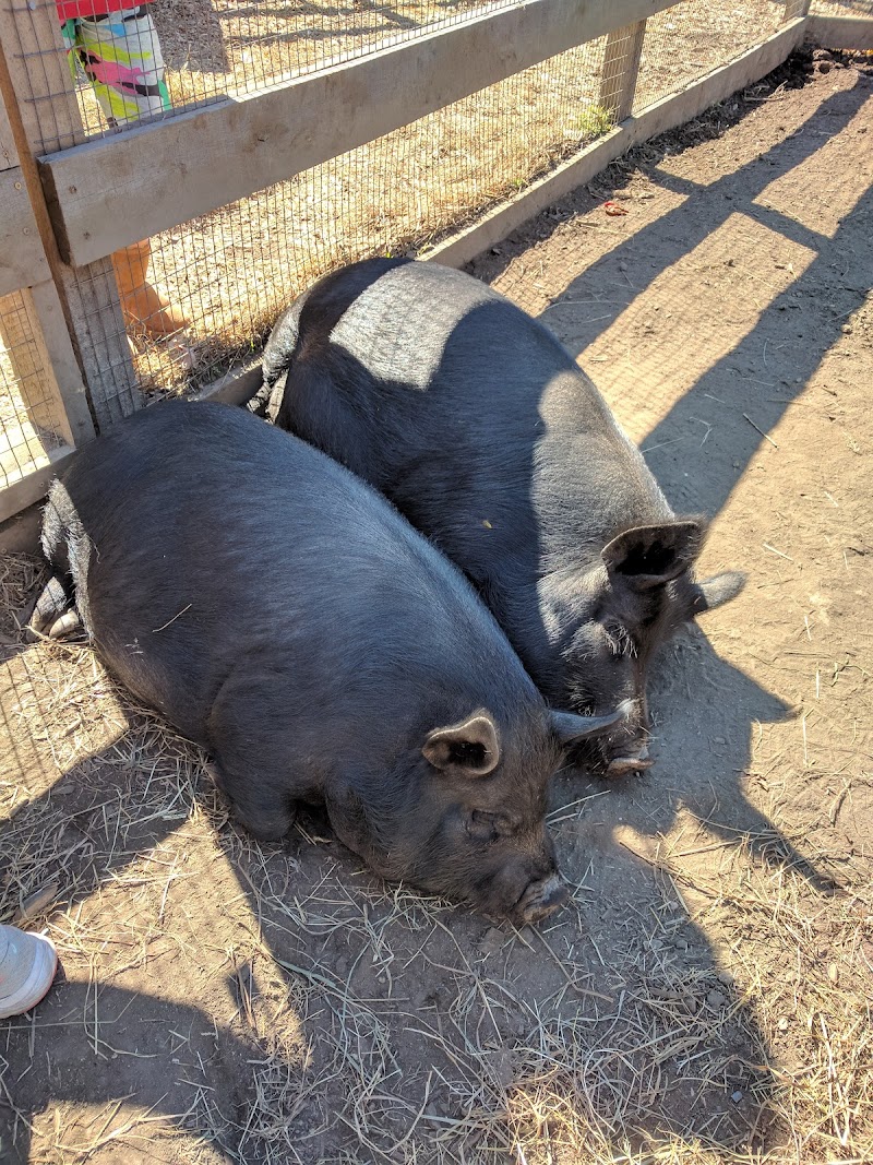 Ambler Farm photo 3
