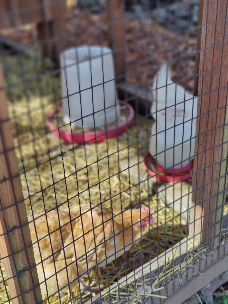 Ambler Farm photo 4