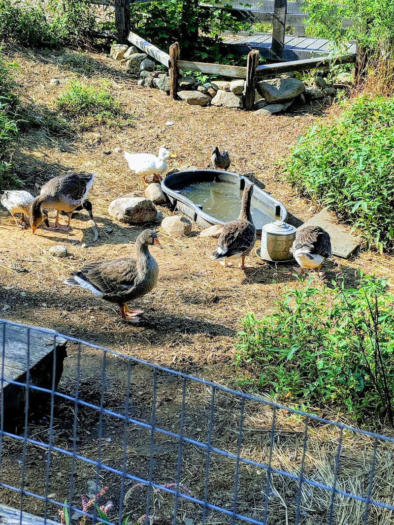 Ambler Farm photo 5