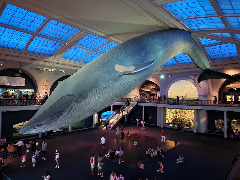 American Museum of Natural History photo 2