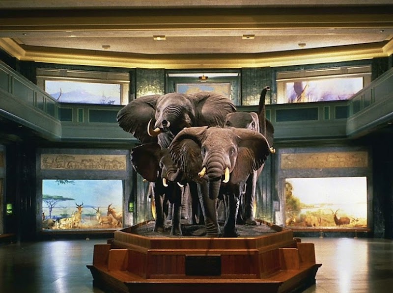 American Museum of Natural History photo 4