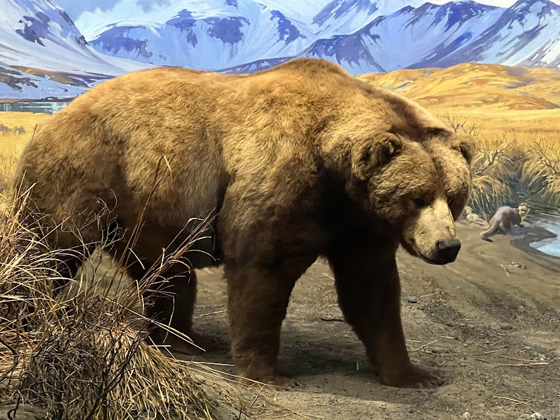 American Museum of Natural History photo 5