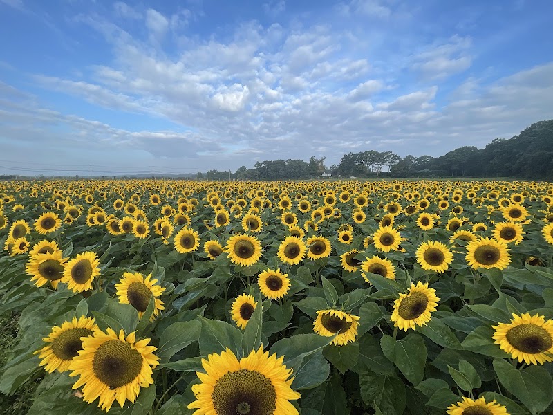 Andrews Family Farm photo 2