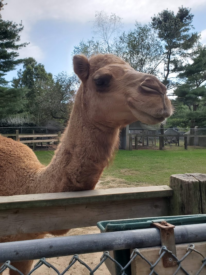 Animal Farm Petting Zoo photo 3