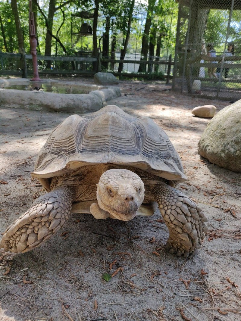 Animal Farm Petting Zoo photo 4