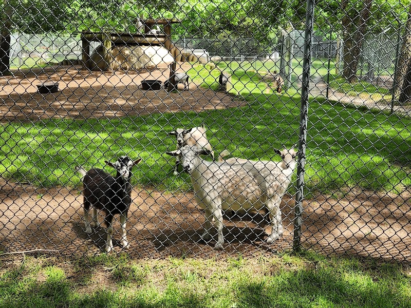 Animal Farm Petting Zoo photo 5