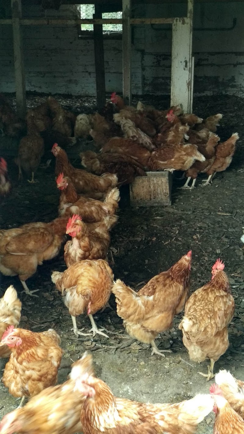Armstrong Farm of Lattingtown photo 4