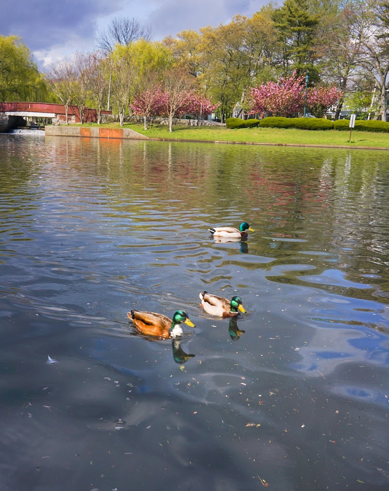 Arthur J. Hendrickson Park photo 5