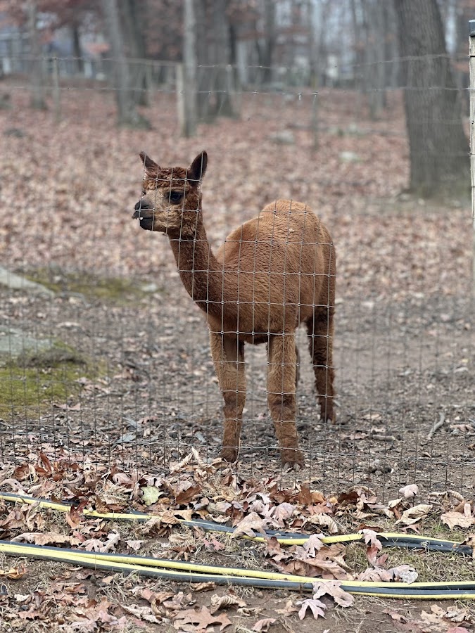 Aussakita Acres Farm photo 2