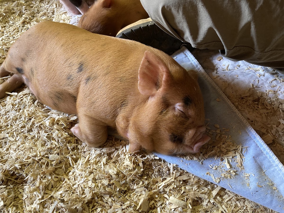 Aussakita Acres Farm photo 3