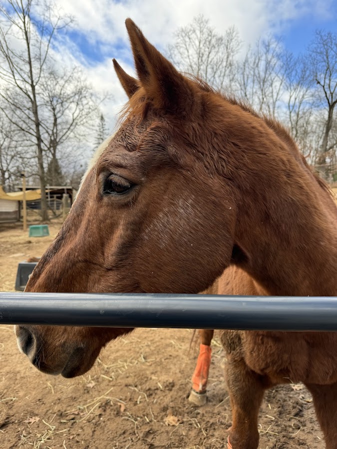 Aussakita Acres Farm photo 4