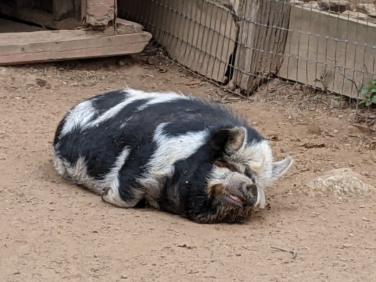 Aussakita Acres Farm photo 5