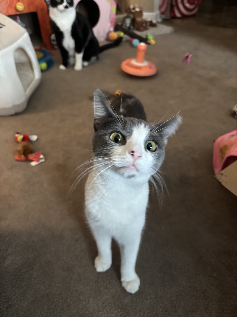 Babylon Animal Shelter photo 2