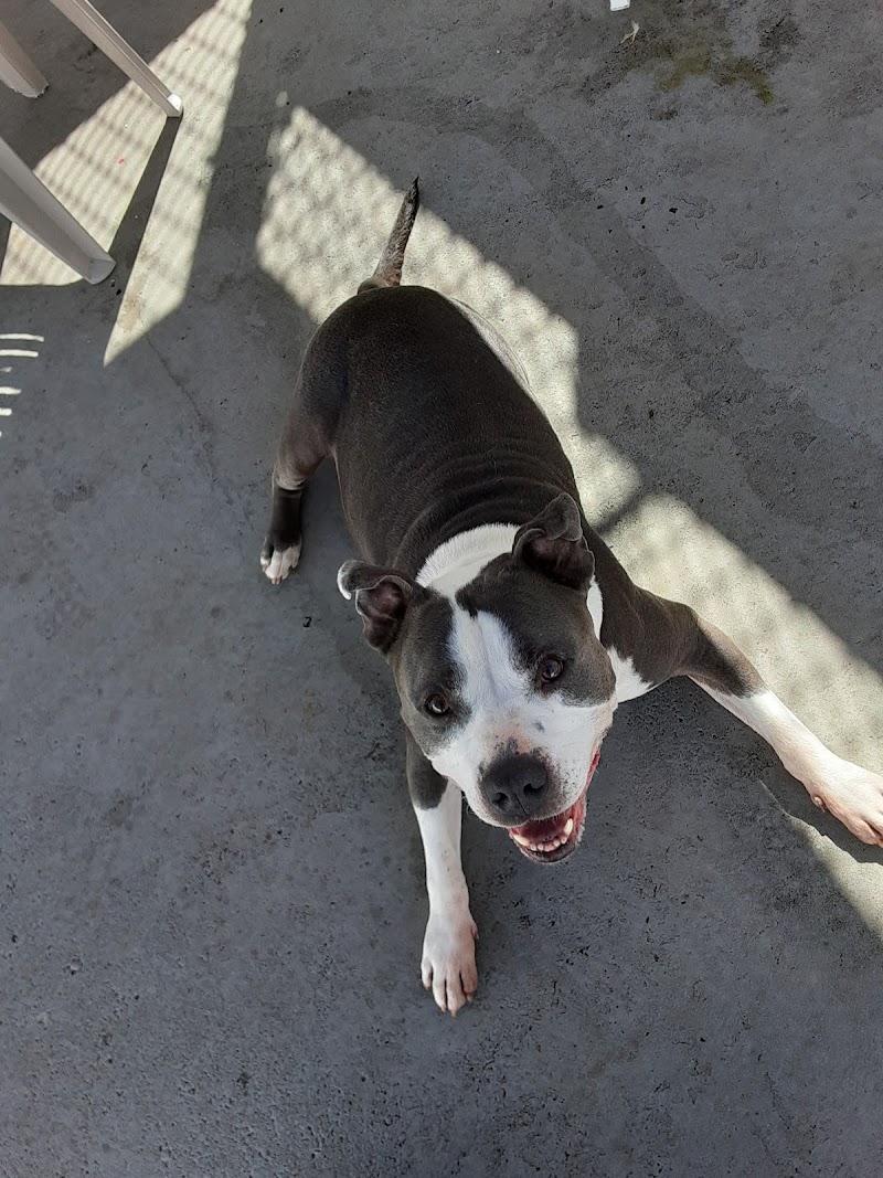 Babylon Animal Shelter photo 4