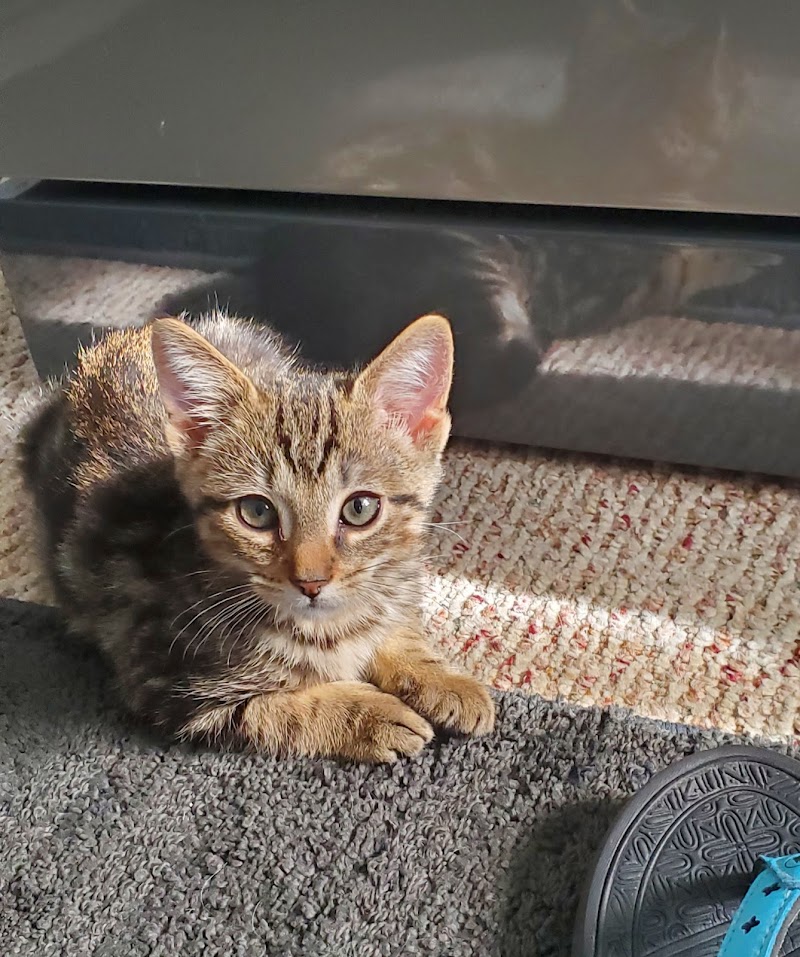 Babylon Animal Shelter photo 5