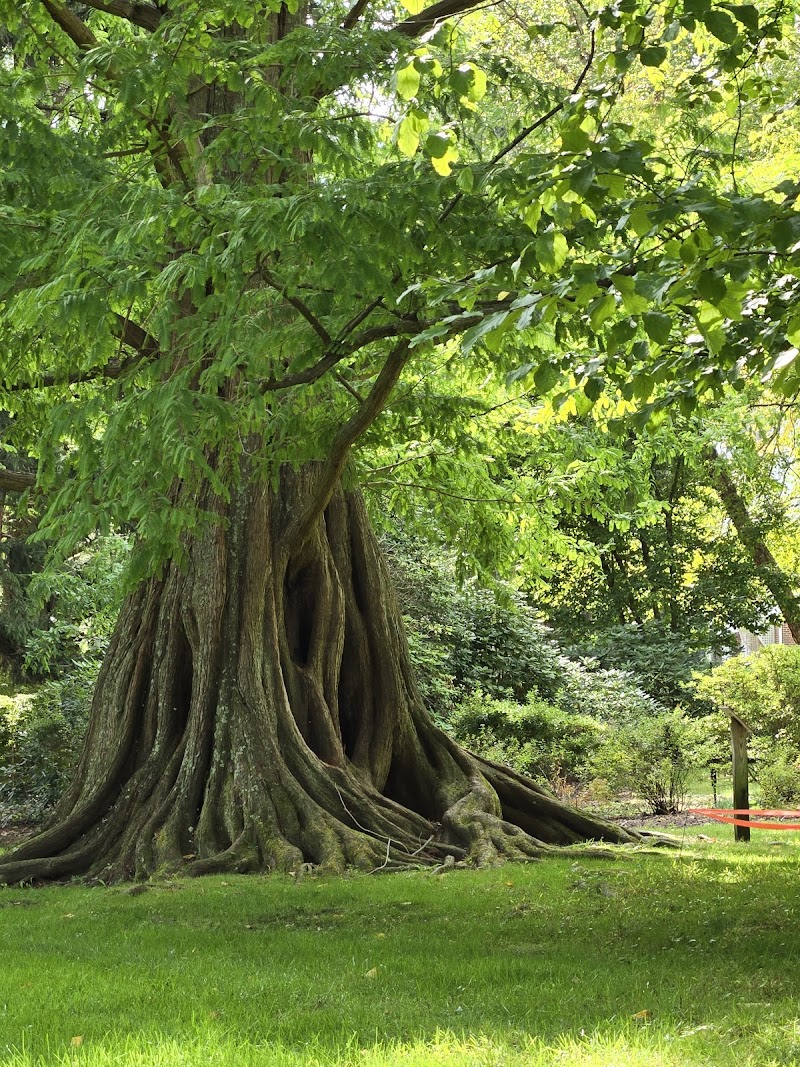 Bailey Arboretum photo 2