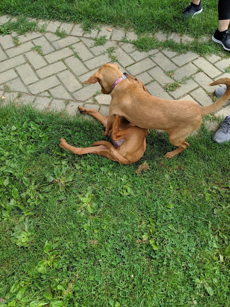 Bark Park Dog Park photo 4