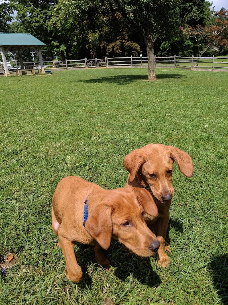 Bark Park Dog Park photo 5