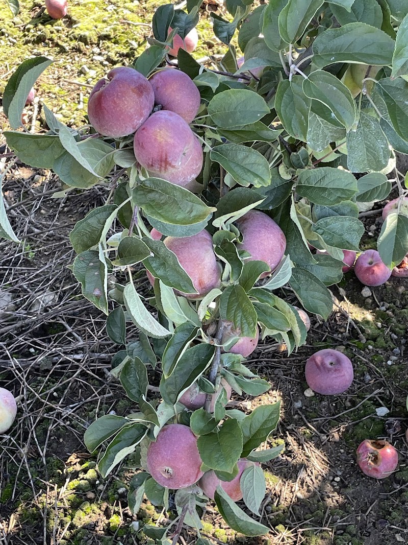 Beardsley's Cider Mill & Orchard photo 2