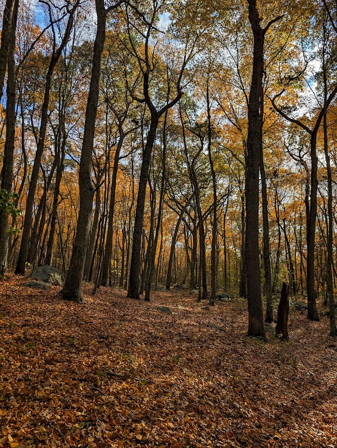 Bluff Point State Park photo 4