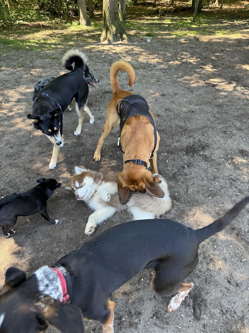 Blydenburgh Dog Park Area photo 4