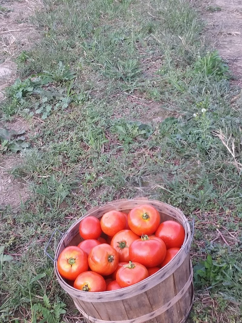 Bowman Farms photo 4