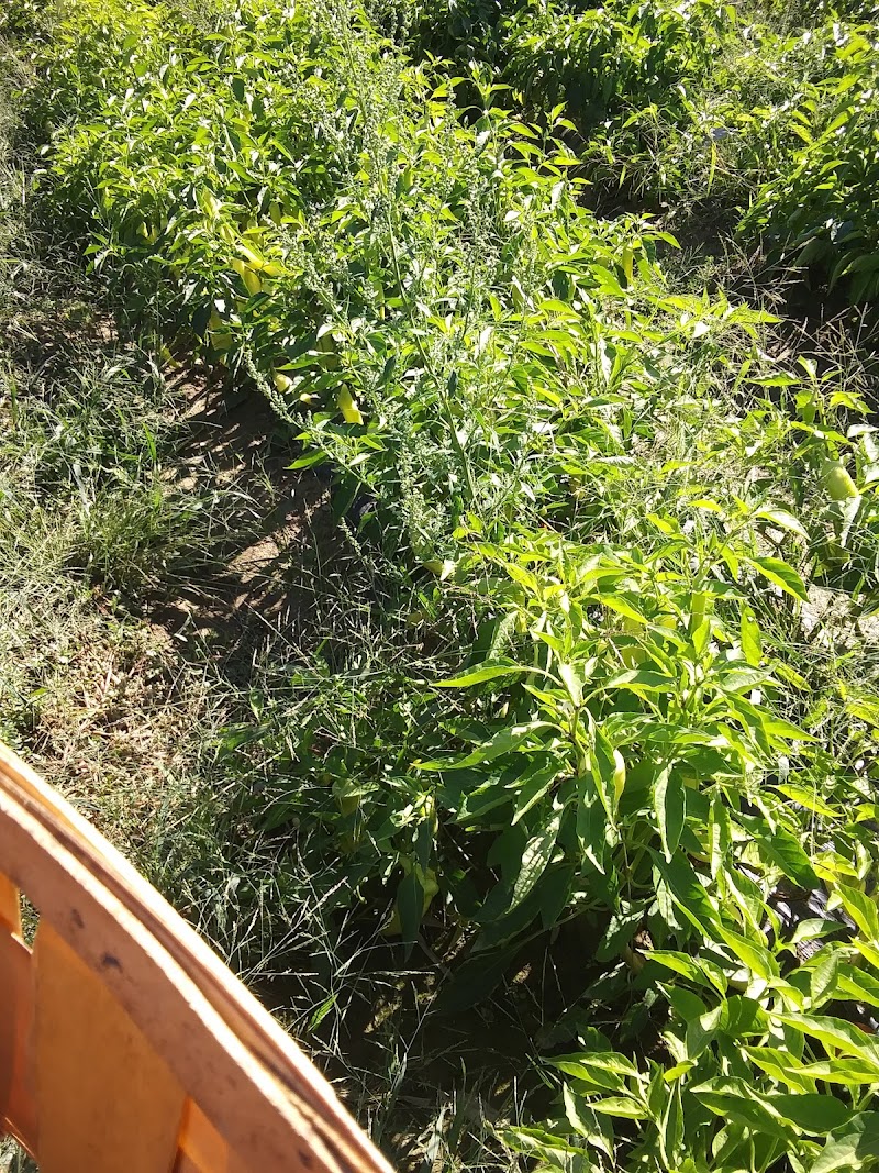 Bowman Farms photo 5