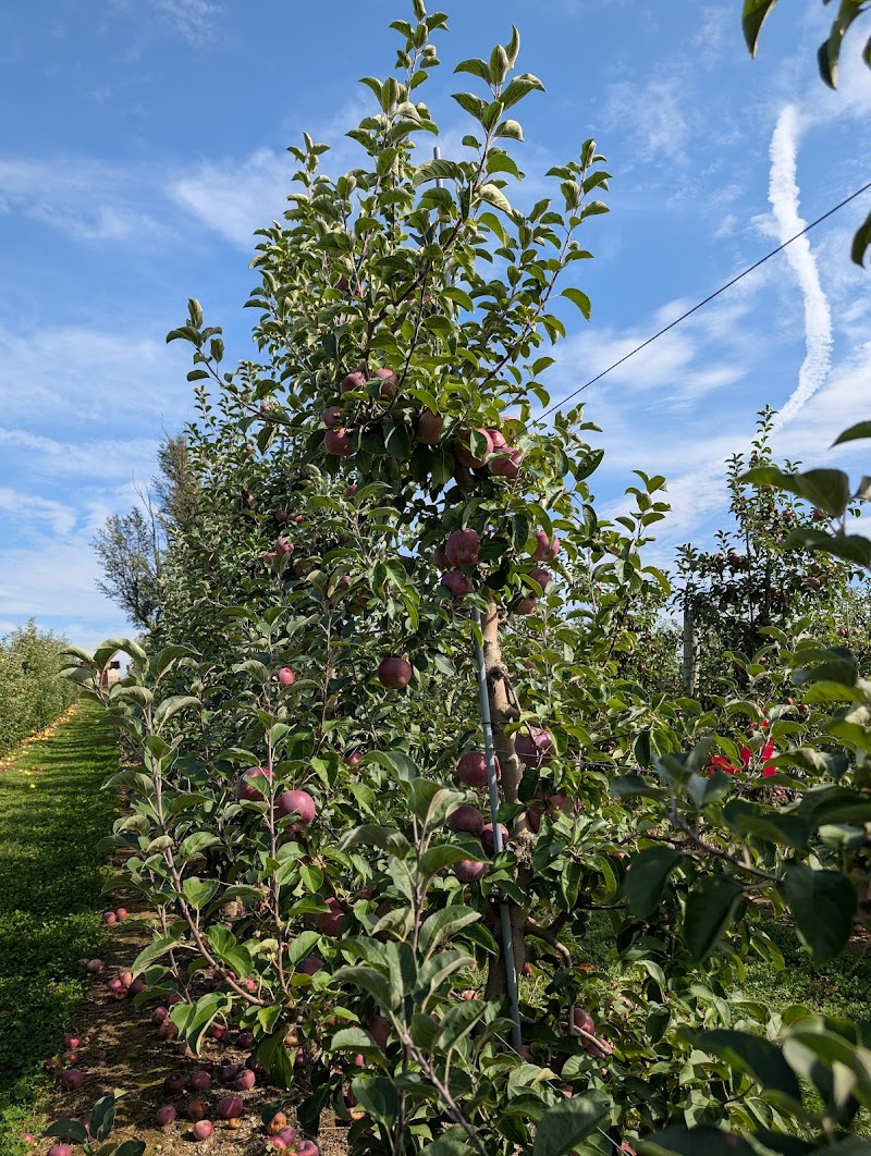 Bowman Orchards photo 5