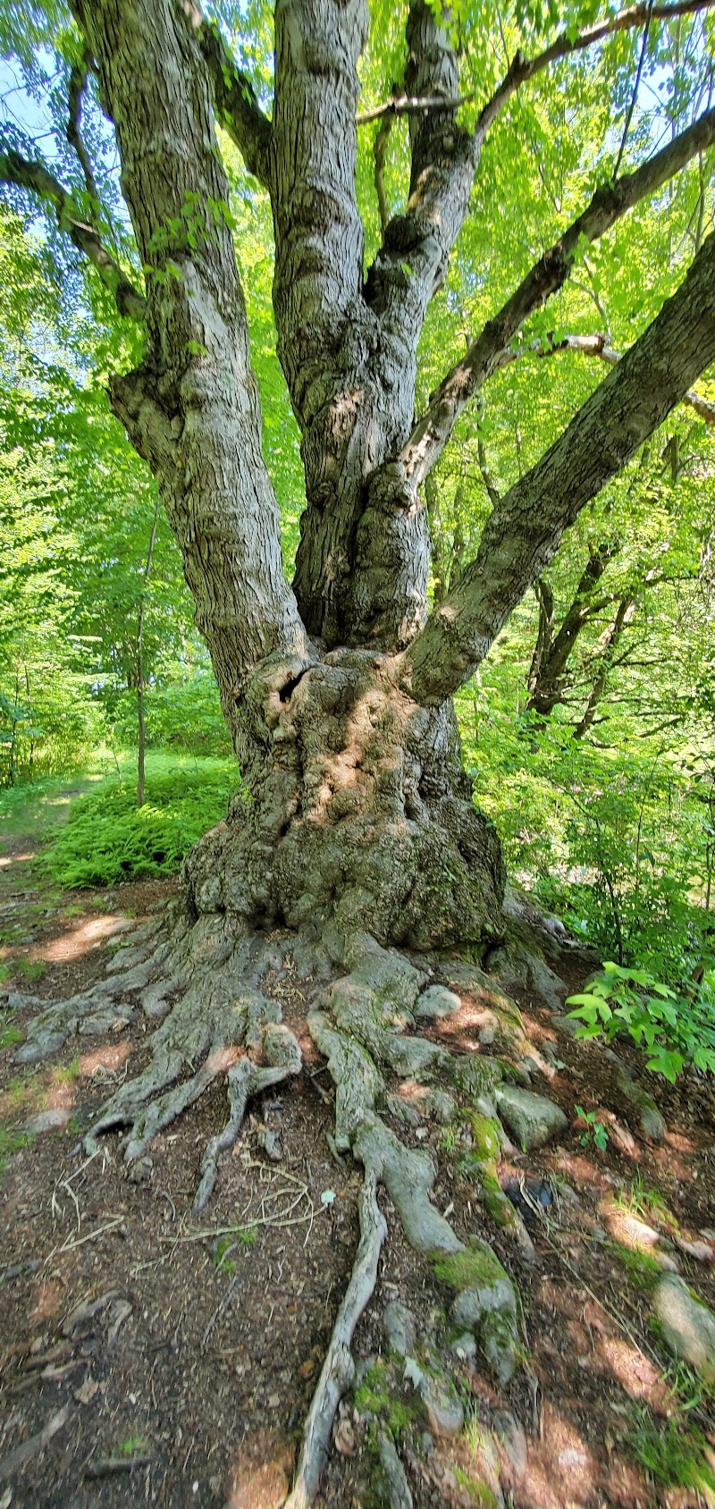 Brinton Brook Sanctuary photo 3