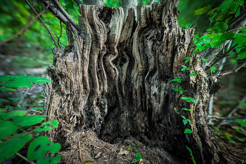 Brookside Preserve photo 3