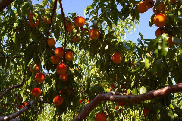 Buell's Orchard photo 2