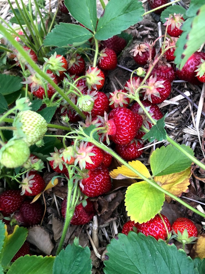 Buell's Orchard photo 3