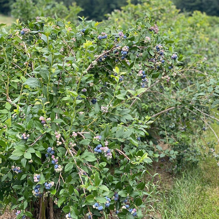 Buell's Orchard photo 4