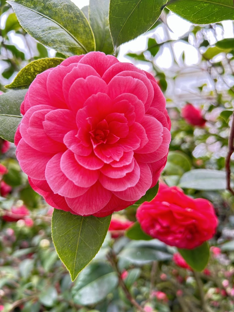 Camellia House, Planting Fields Arboretum photo 2