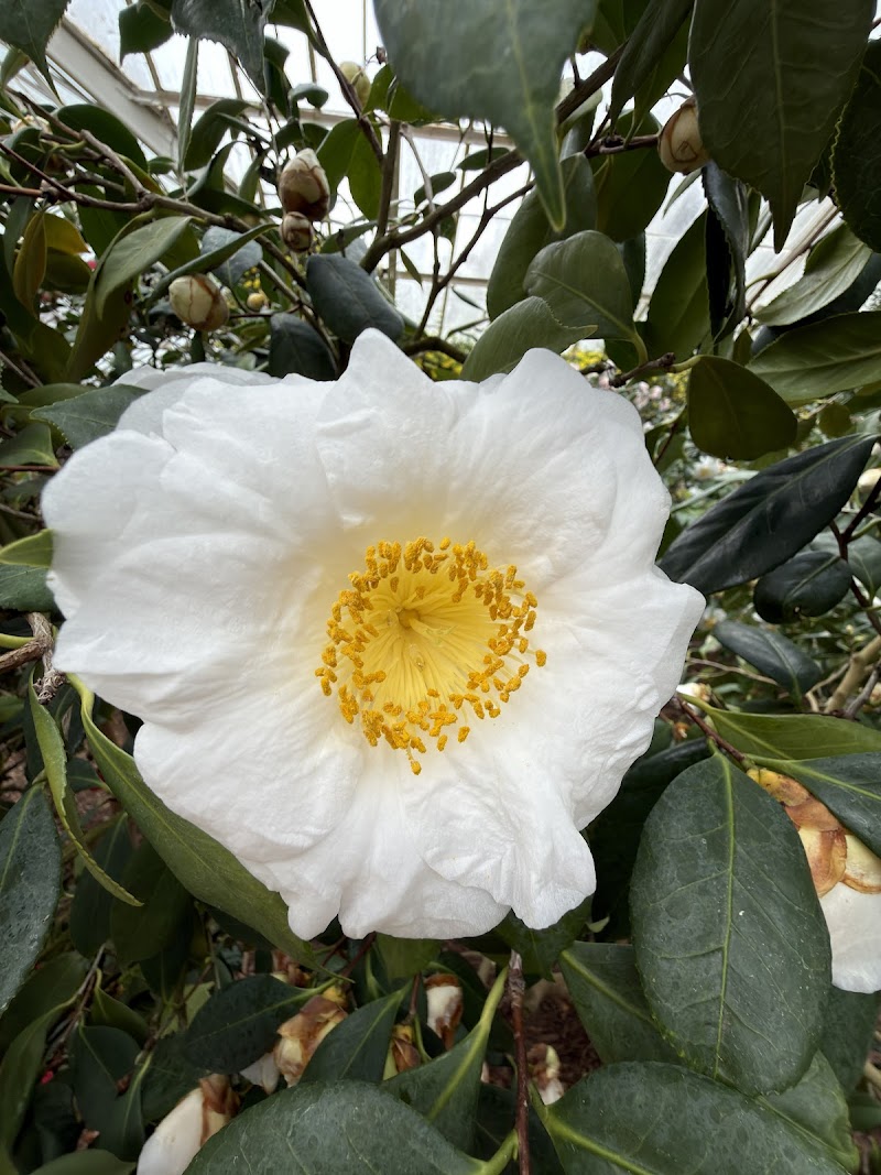 Camellia House, Planting Fields Arboretum photo 3