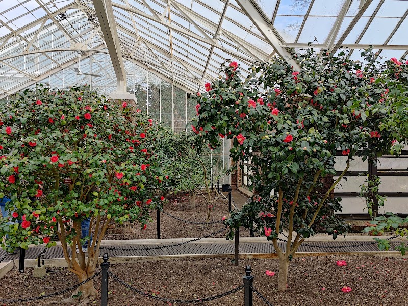 Camellia House, Planting Fields Arboretum photo 4