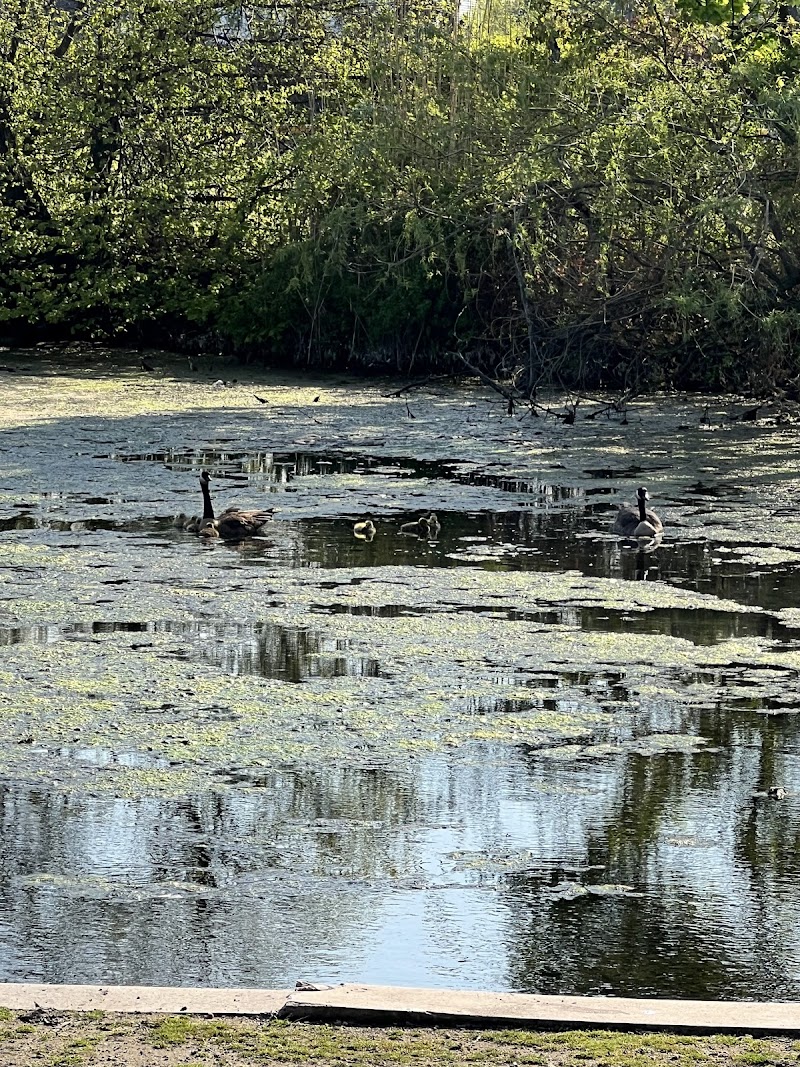 Cammanns Pond County Park photo 5