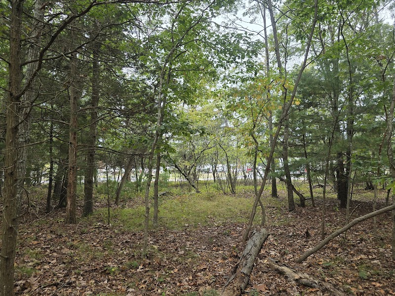 Cathedral pines photo 2
