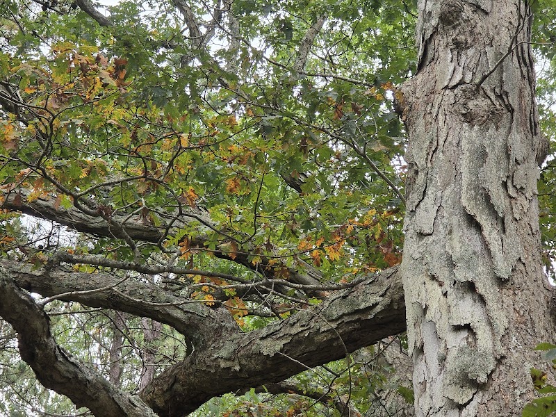 Cathedral pines photo 4
