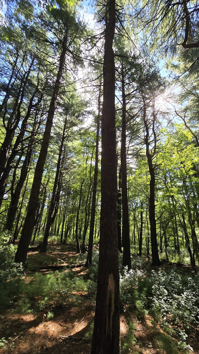 Cathedral pines photo 5