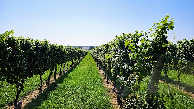 Channing Daughters Winery photo 3